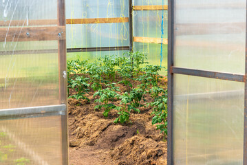 Open door of greenhouse with tomato bushes on a farm