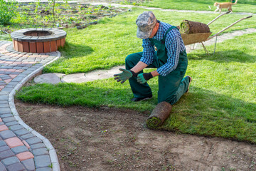 Gardener applying turf rolls in the backyard