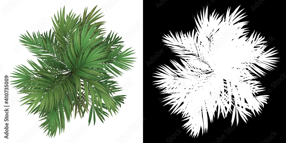 Wall mural top view of golden cane palm tree. png with alpha channel to cutout. made from 3d model for composit