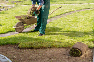 Natural Grass Turf Professional Installer. Gardener Installing Natural Grass Turfs Creating Beautiful Lawn Field.