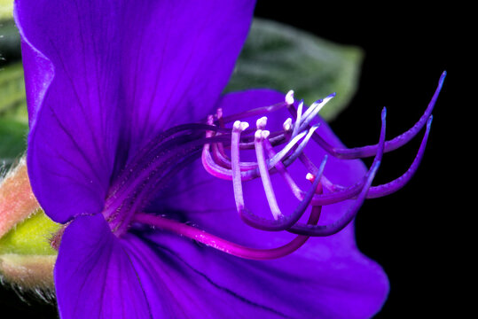 Glory Flower, Princess Flower (Tibouchina urvilleana)