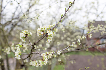 Blooming cherry blossoms close-up. Spring joyous mood.