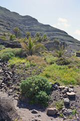 palm trees in the mountains