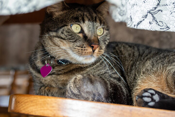 Close up portrait view of a cute brown and gray tabby cat lounging underneath a dining room table cloth