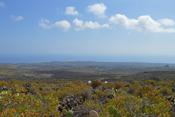 cactus landscape with sky