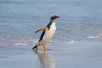 The gentoo penguin (Pygoscelis papua)
