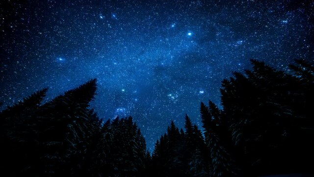 The bright twinkling starry sky in the night forest