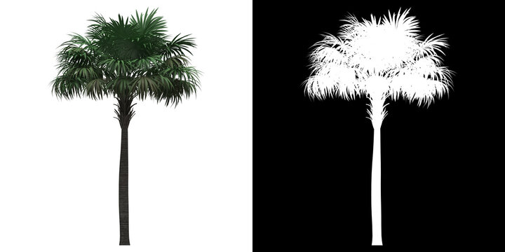 Left view of Thatch Palm Tree. PNG with alpha channel to cutout. Made from 3D model for compositing.	