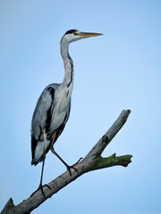 Czapla siwa na gałęzi © Barbara Szuniewicz