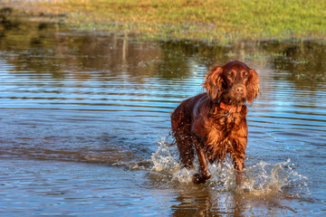 A beautiful Irish Setter runs through a puddle of water while hunting in the wetland.