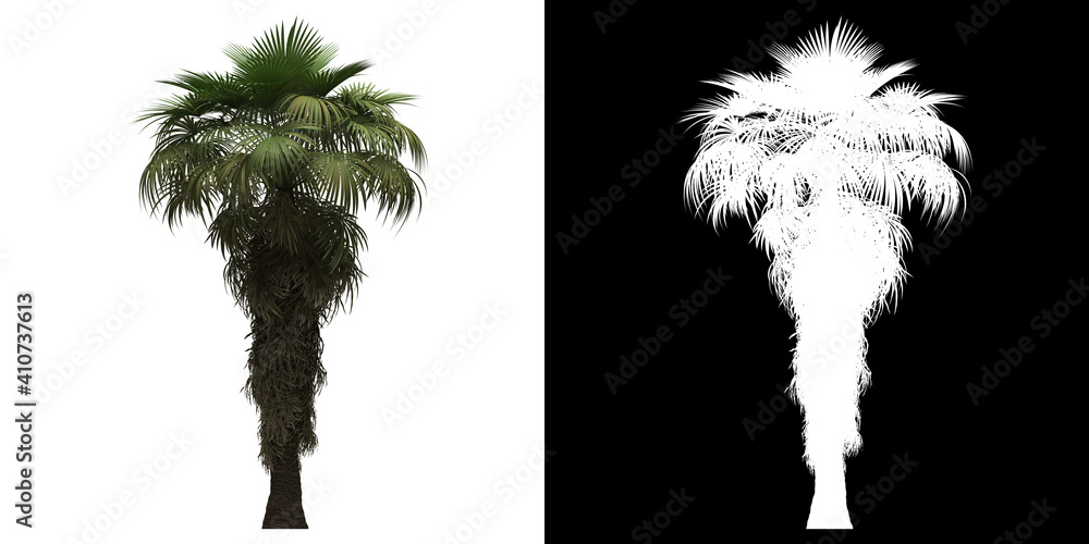 Wall mural left view of california palm tree. png with alpha channel to cutout. made from 3d model for composit