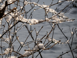 Äste im Winter
