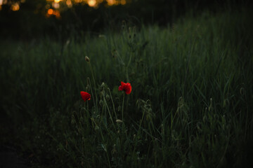Summer sunny landscape at sunset of the day in nature