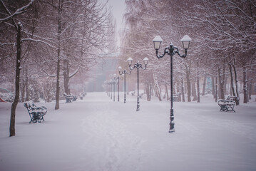 snow covered trees in the park
