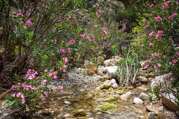 Cyprus national park Akamas in summer.