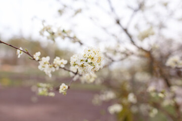 Blooming cherry blossoms close-up. Spring joyous mood.