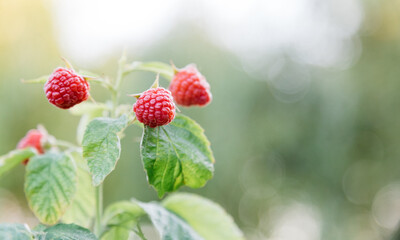 Ripe raspberries on bush are ripe. Ripe and unripe red raspberries in process of growing and ripening and picking. Organic Juicy Raspberry Branch. Long web banner with copy space