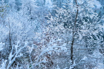 Winter forest with snow and frost on the trees in the mountains. Morning frozen trees in the forest. Winter landscape with trees covered with frost