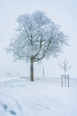 Snow-covered tree after heavy snowfall .