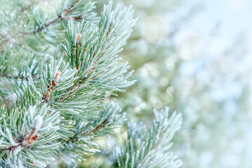 Pine branches in the frost. Winter background with snowy pine tree branches. Beauty in nature
