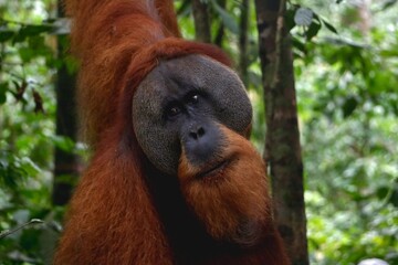 orangutan in Sumatra © Maja Stampe Frejlev