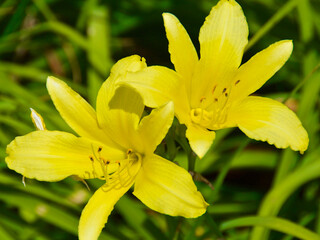 Beautiful lemon day lilies in bloom