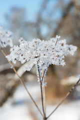 The winter view of sunny frosty day with lot of snow, frozen trees and plant