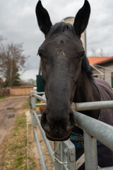 Portrait of a thoroughbred horse in a outdoor enclosure of a modern breeding farm in Phoeben Brandenburg Germany