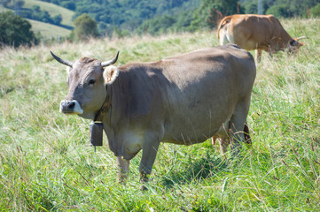 A cow grazing on the fields of Cantabria, Spain