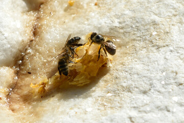 Abejas