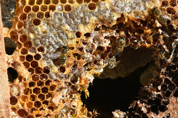 Abejas en panal