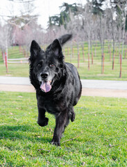 Happy black pretty dog ​​in the park in sunlight with tongue out running in the park