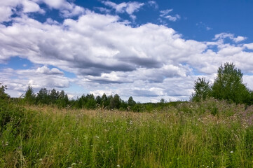 Summer landscape green meadow on a background of forest and cloudy sky.