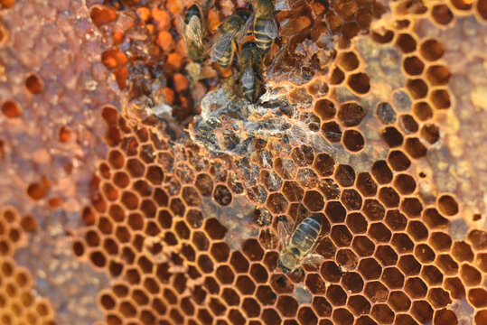 Abejas en panal 