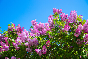 Lilac branches on a background of blue sky. Flowering bush. Blue sky. pink lilac. Summer. Copy spase