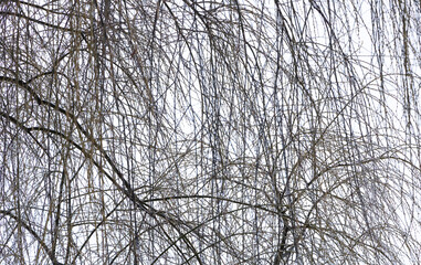 Texture of willow tree branches on white sky