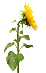Fototapeta premium Sunflower side view isolated on white background. Yellow flower