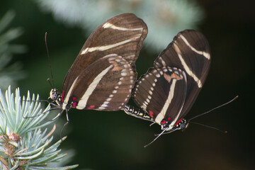 Butterfly 2019-260 / Zebra Longwing (Heliconius charithonia)