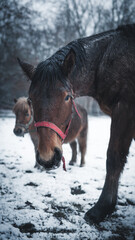 Horse on Snow