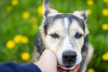 Cute dog in spring in yellow flowers in a dandelion field