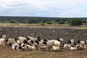 Goats and agribusiness