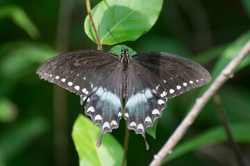 Butterfly 2020-66 / Spicebush Swallowtail (Papilio Troilus)