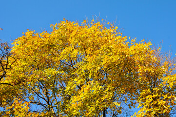 Fototapeta na wymiar Yellow leaf of autumn maple tree on a background of the sky. Nature landscape