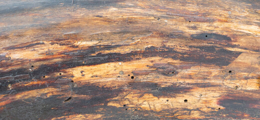 Wood texture background - willow wood - close up
