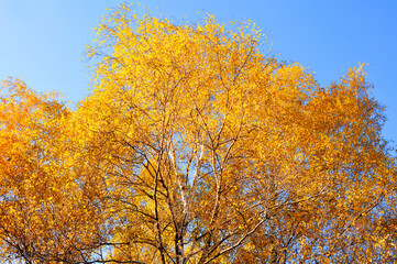 Yellow leaf of autumn poplar tree on a background of the sky. Nature landscape