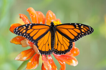 Butterfly 2020-67 / Monarch butterfly (Danaus plexippus)
