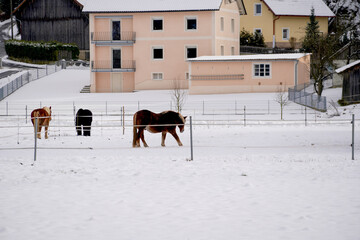 Beautiful view of ponies in the paddock during winter
