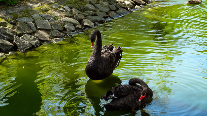 Czarne łabędzie © Jacek