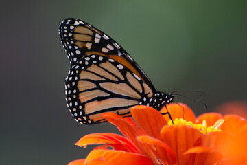 Fototapeta na wymiar Butterfly 2020-69 / Monarch butterfly (Danaus plexippus)