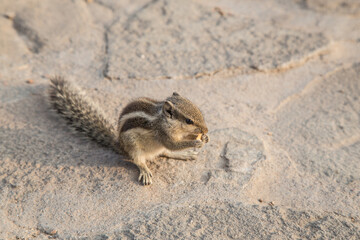 Lonely chipmunk sitting on the stone